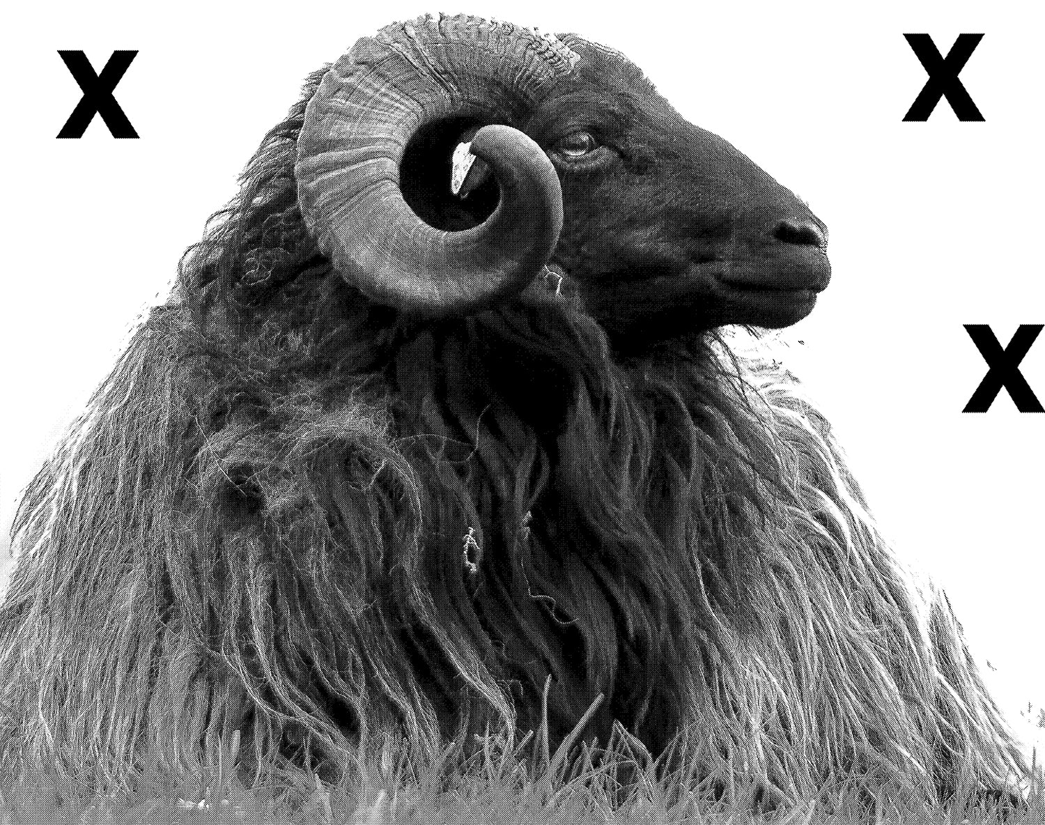 Ram with curly horns laying down - Airbrush Stencil